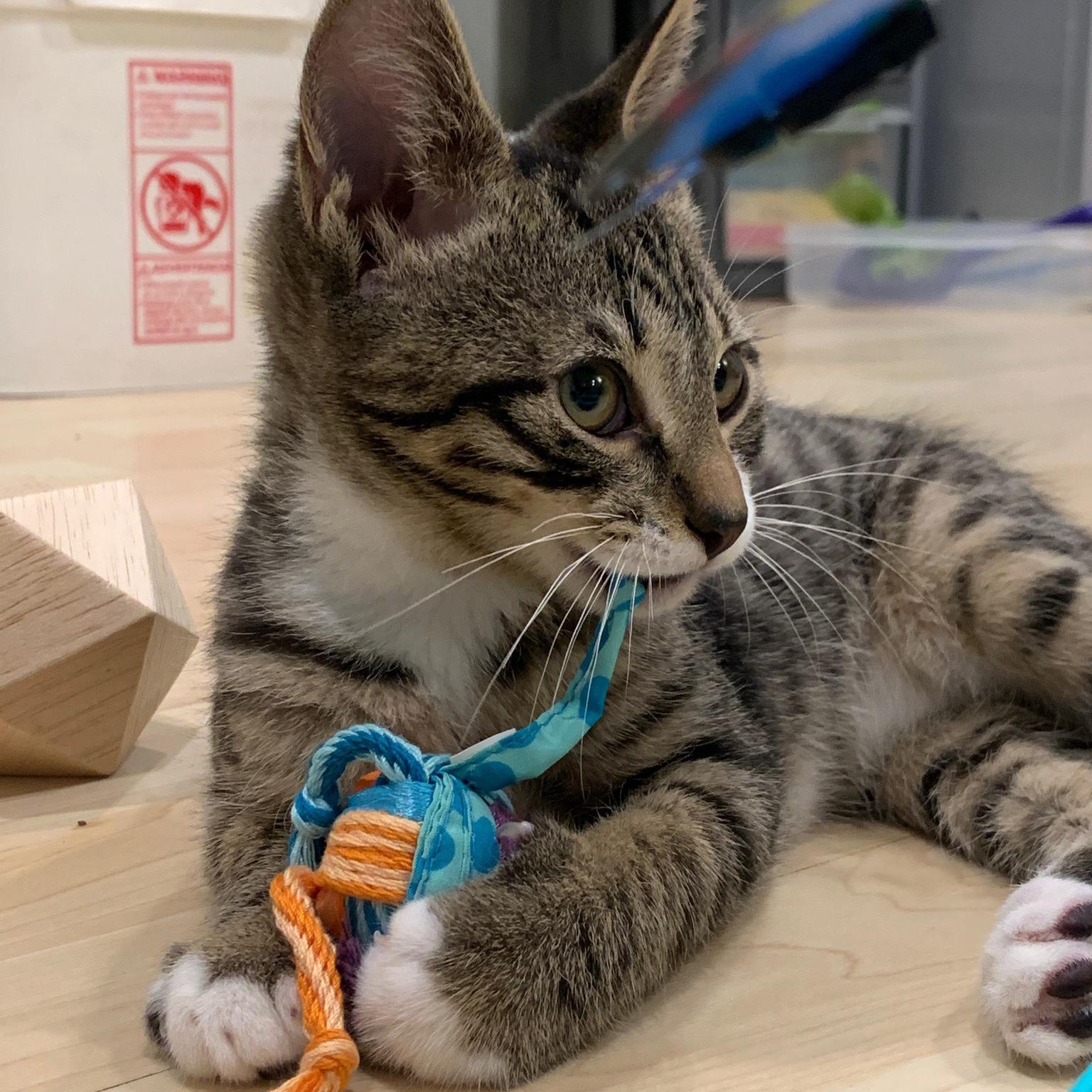 Enlarge Baxter, a Adoptable mixed breed in Harrisburg, PA image 4/6