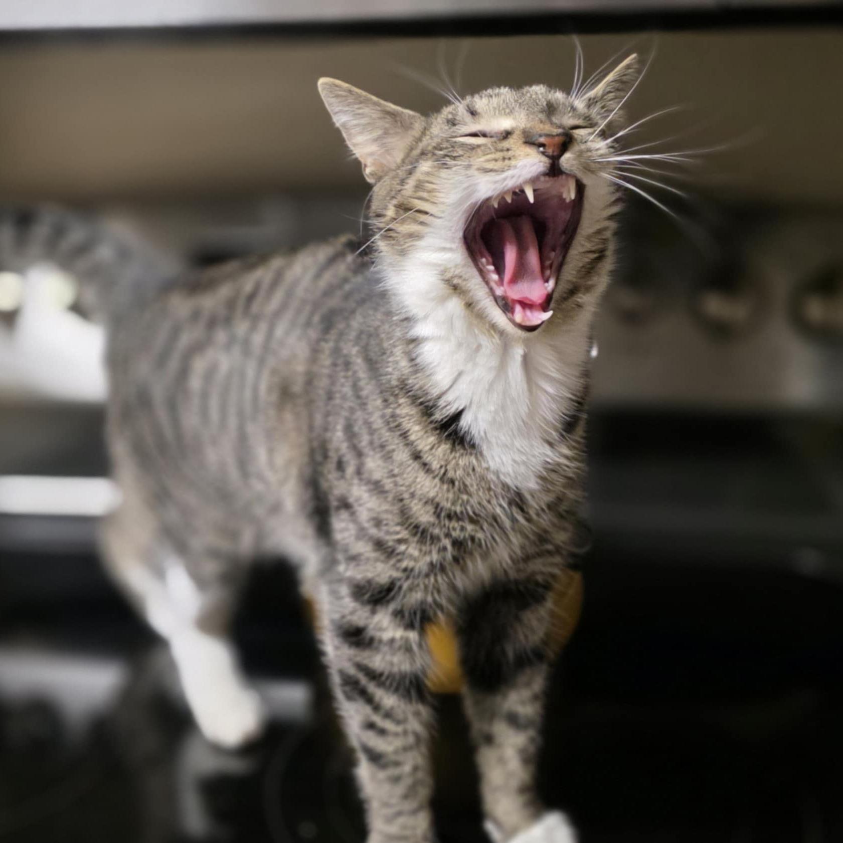 Enlarge Baxter, a Adoptable mixed breed in Harrisburg, PA image 6/6