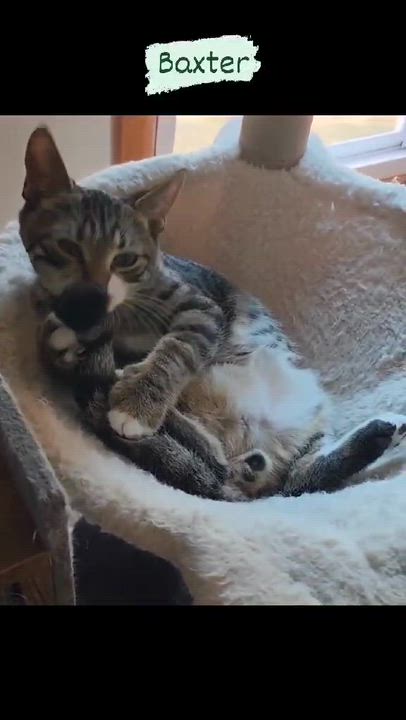 Enlarge Baxter, a Adoptable mixed breed in Harrisburg, PA video 3/6