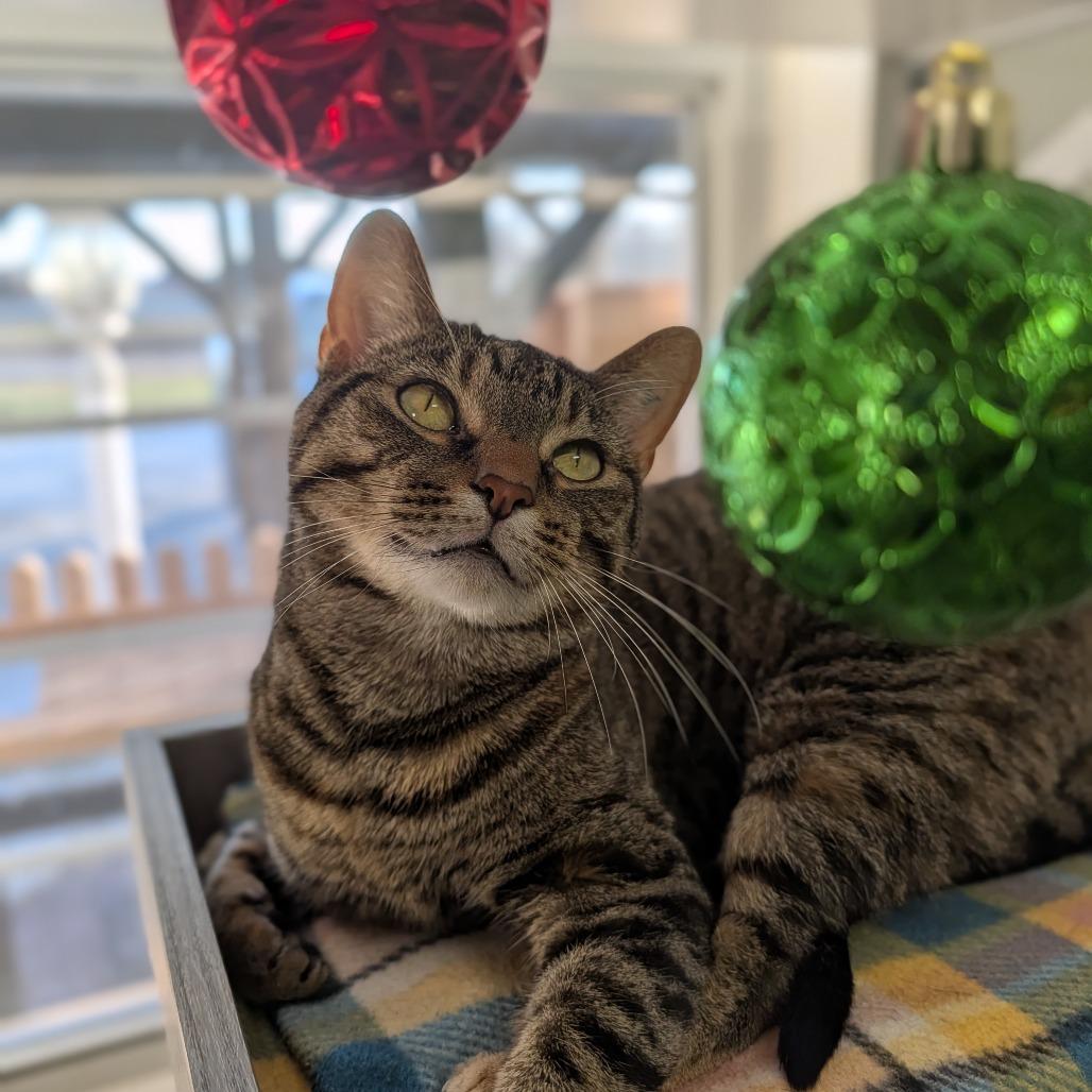 Enlarge Mishi, a Adoptable mixed breed in Jasper, IN image 1/5