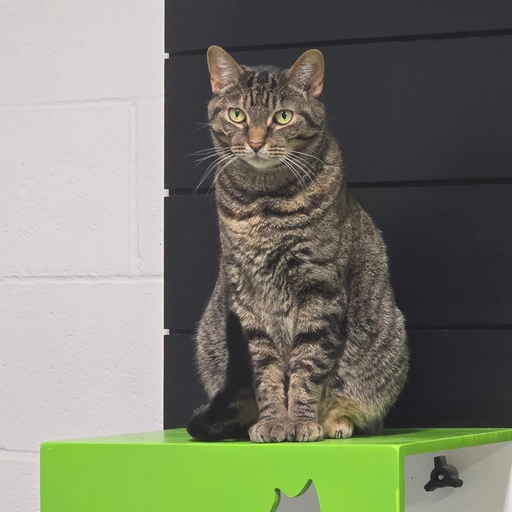 Enlarge Mishi, a Adoptable mixed breed in Jasper, IN image 2/5