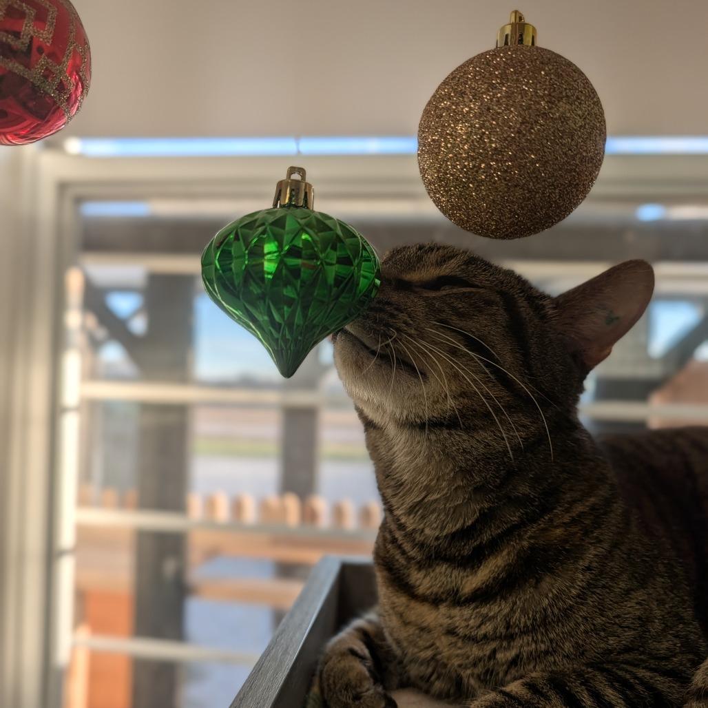 Enlarge Mishi, a Adoptable mixed breed in Jasper, IN image 3/5