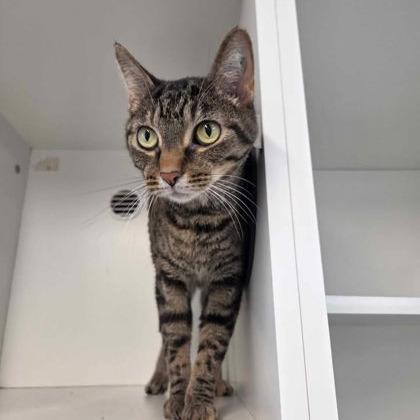 Enlarge Mishi, a Adoptable mixed breed in Jasper, IN image 4/5