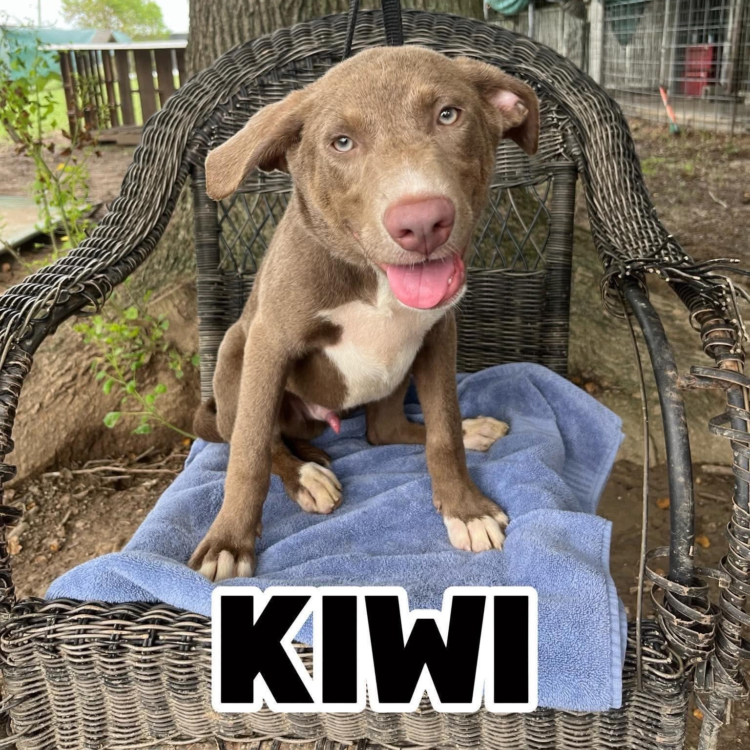 Kiwi, ADOPTABLE, Puppy Male Labrador Retriever.