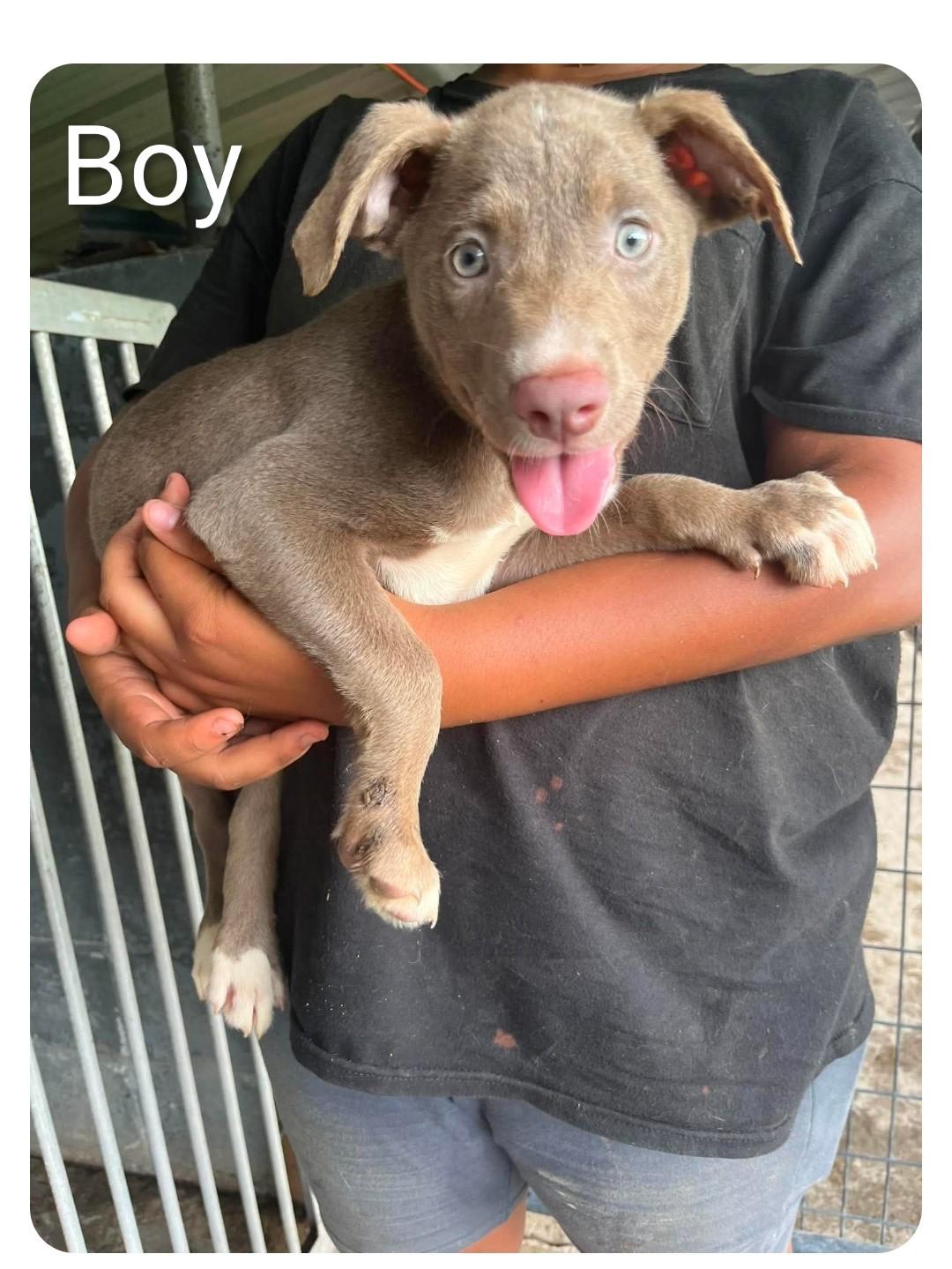 CLOVER 4, ADOPTABLE, Puppy Male Labrador Retriever.