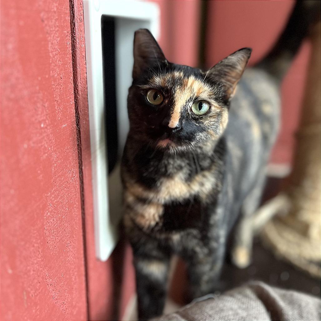 Enlarge Colette, a Adoptable Domestic Medium Hair in Kailua Kona, HI image 1/6