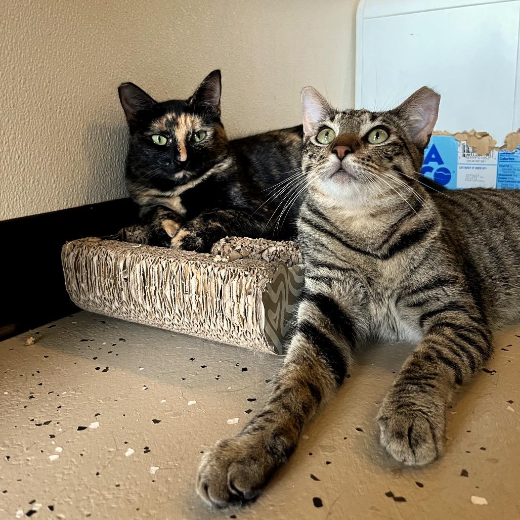 Enlarge Colette, a Adoptable Domestic Medium Hair in Kailua Kona, HI image 2/6