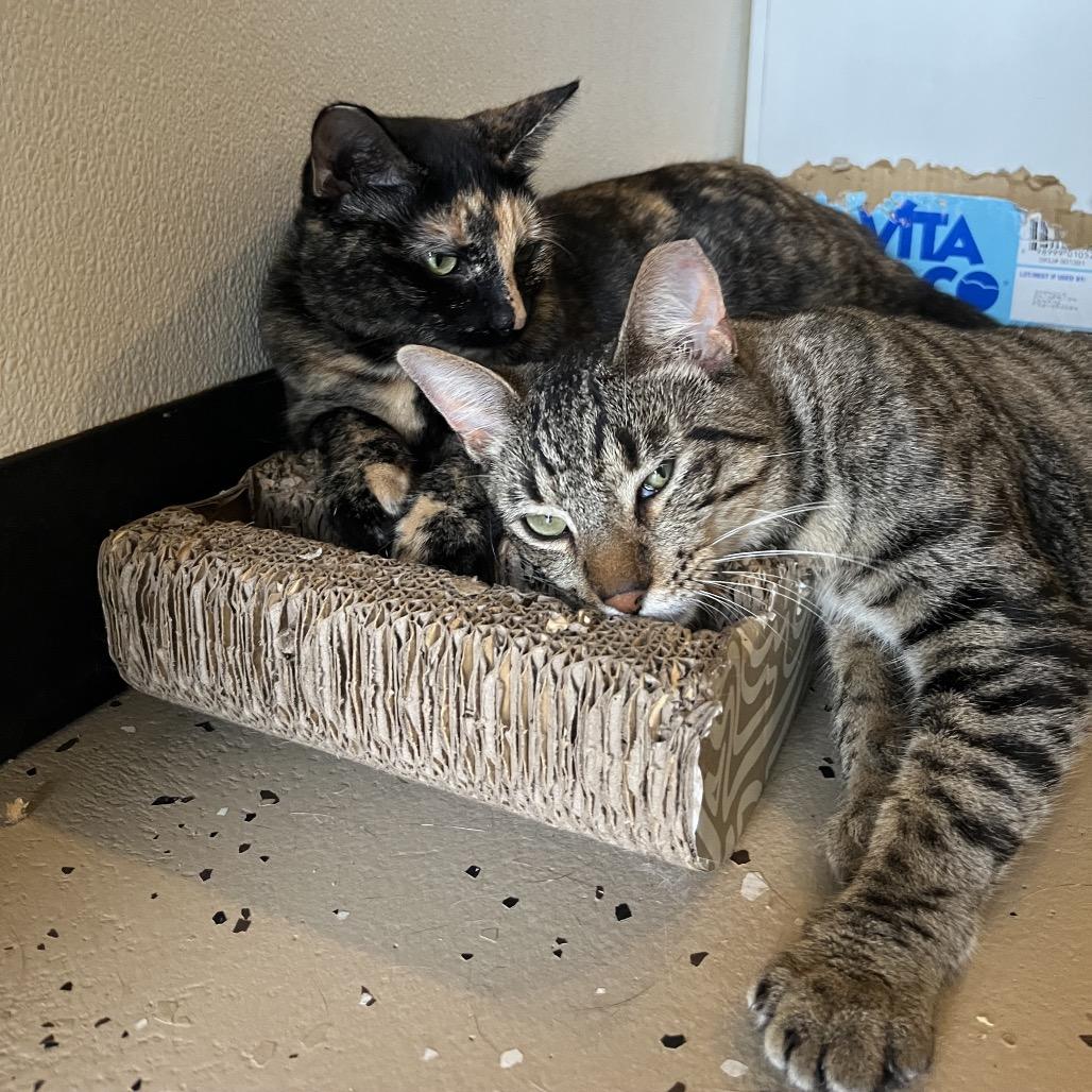 Enlarge Colette, a Adoptable Domestic Medium Hair in Kailua Kona, HI image 3/6