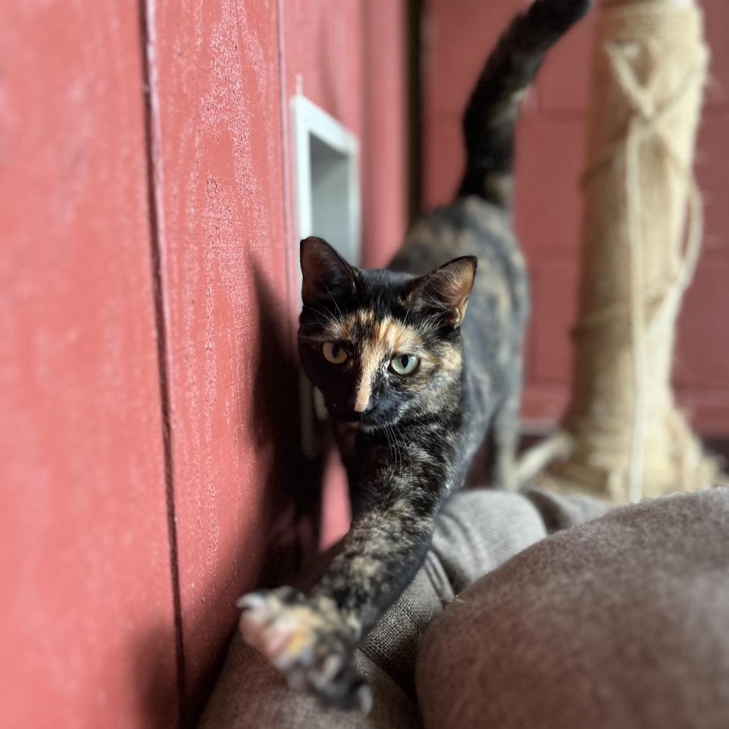 Enlarge Colette, a Adoptable Domestic Medium Hair in Kailua Kona, HI image 4/6