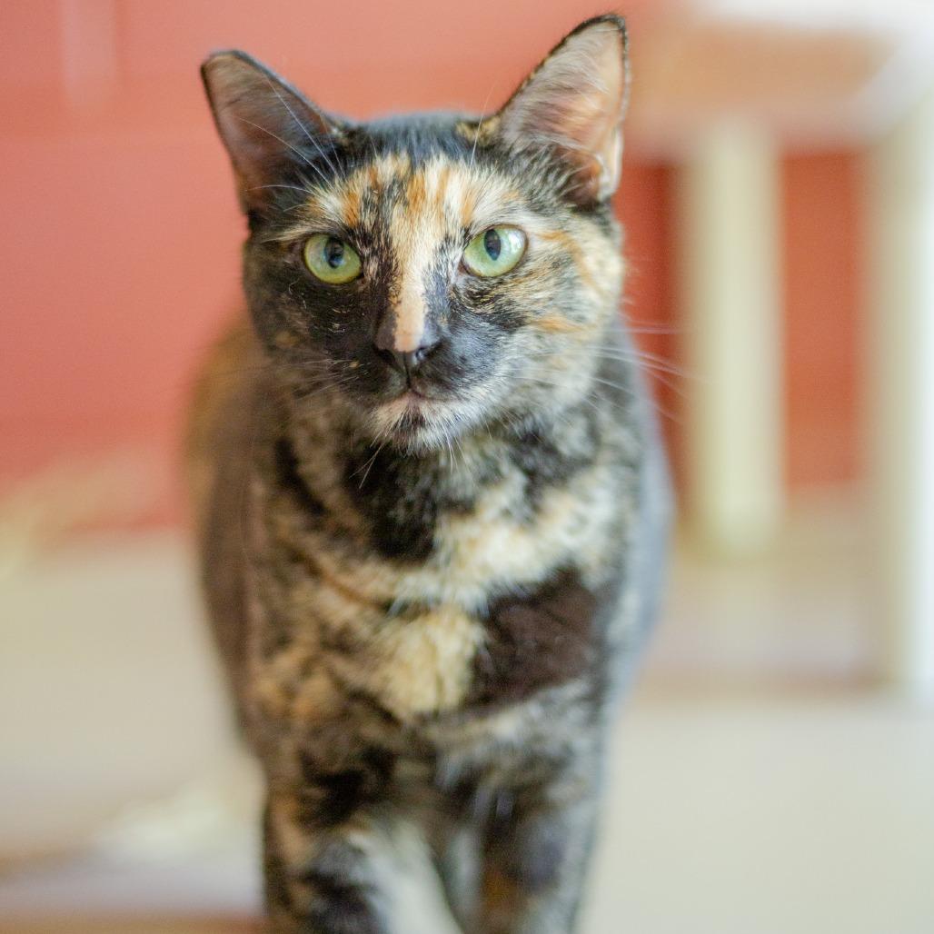 Enlarge Colette, a Adoptable Domestic Medium Hair in Kailua Kona, HI image 5/6