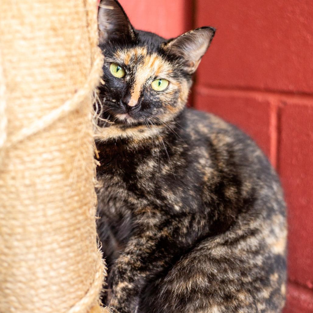 Enlarge Colette, a Adoptable Domestic Medium Hair in Kailua Kona, HI image 6/6