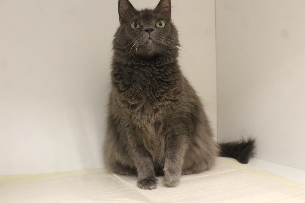 Misty, an adoptable mixed breed in Chestertown, MD image 4/4