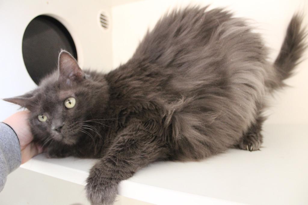 Misty, an adoptable mixed breed in Chestertown, MD image 2/4