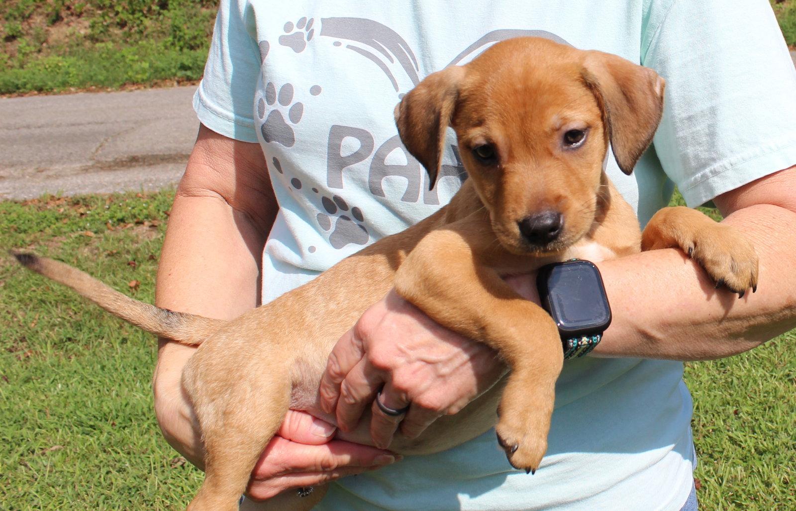 Enlarge Maive 44331, a Adoptable Retriever in Prattville, AL image 1/3
