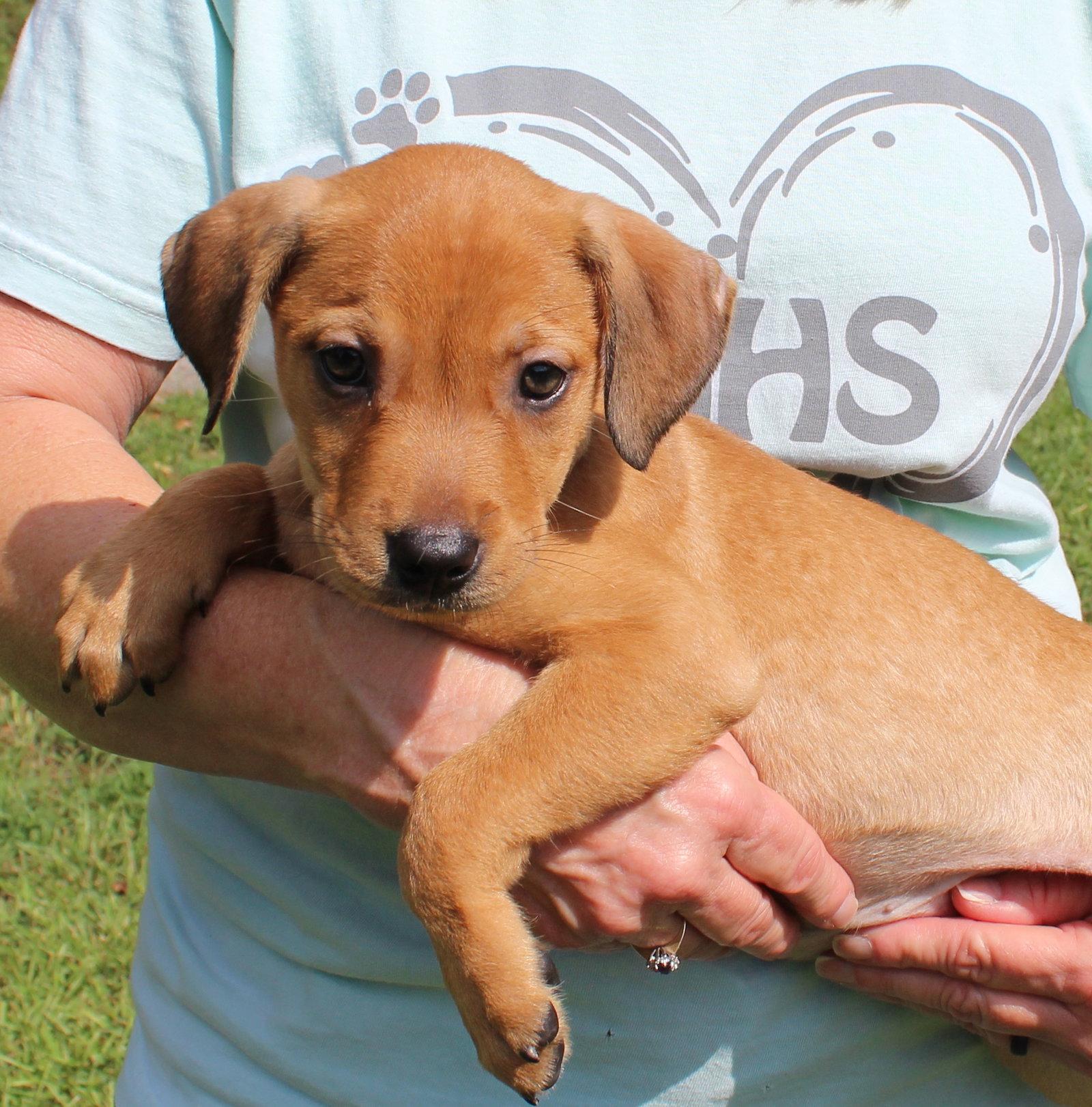 Enlarge Maive 44331, a Adoptable Retriever in Prattville, AL image 2/3
