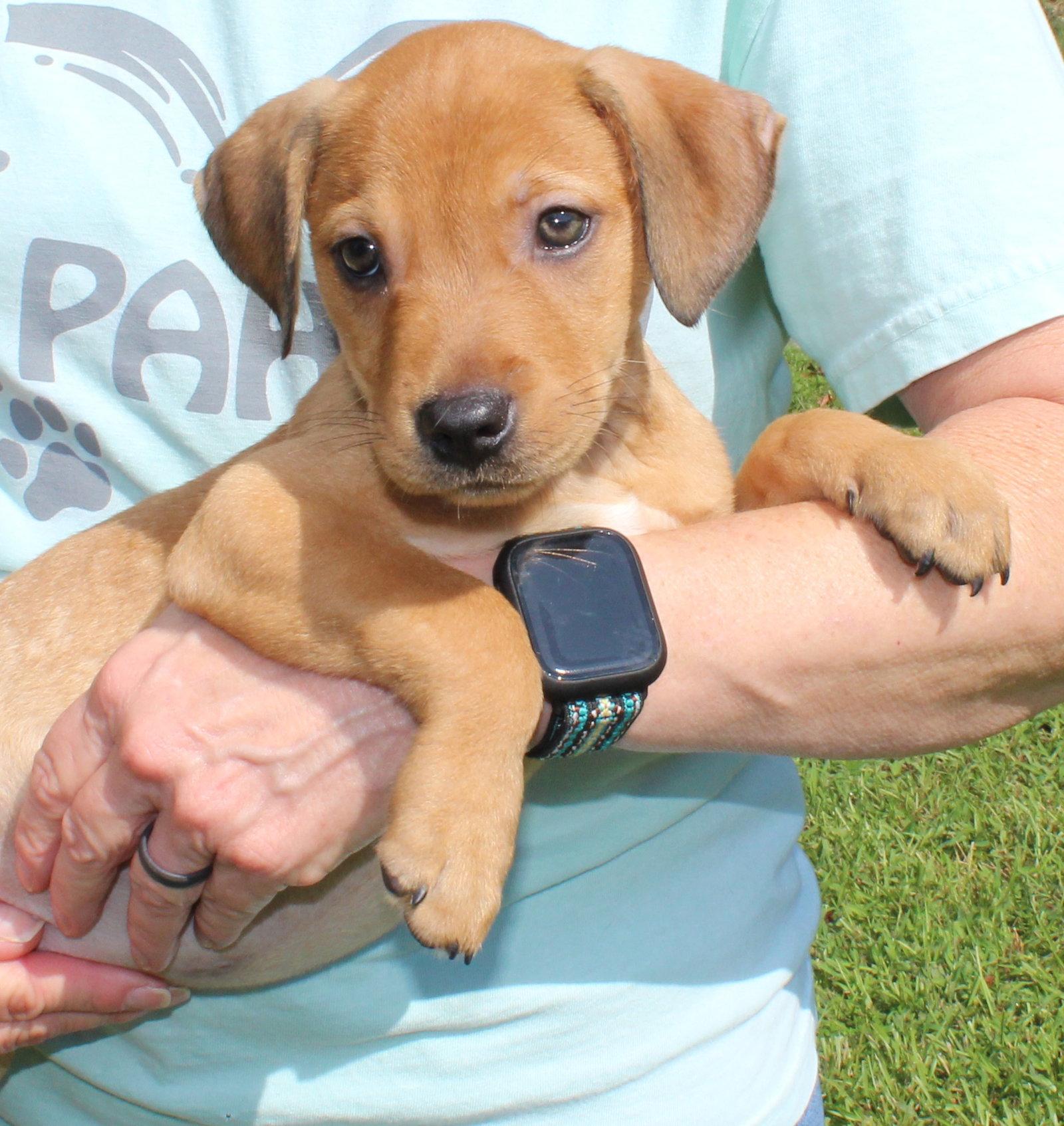 Enlarge Maive 44331, a Adoptable Retriever in Prattville, AL image 3/3