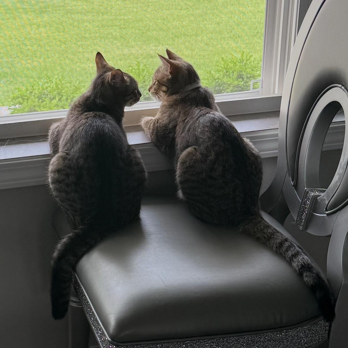 Enlarge Joey & Chandler , a ADOPTABLE Tabby in Westland, MI image 3/6