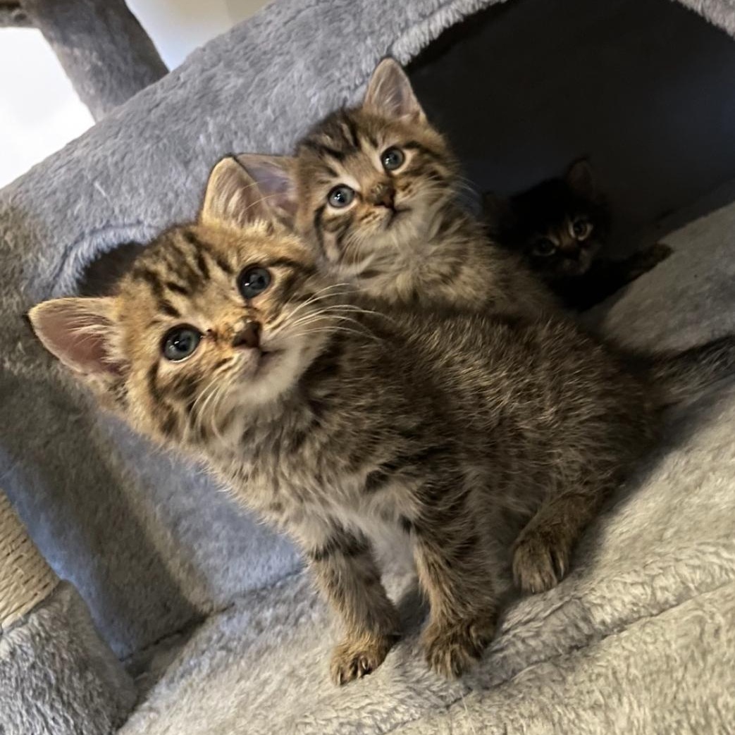 Enlarge Joey & Chandler , a ADOPTABLE Tabby in Westland, MI image 4/6