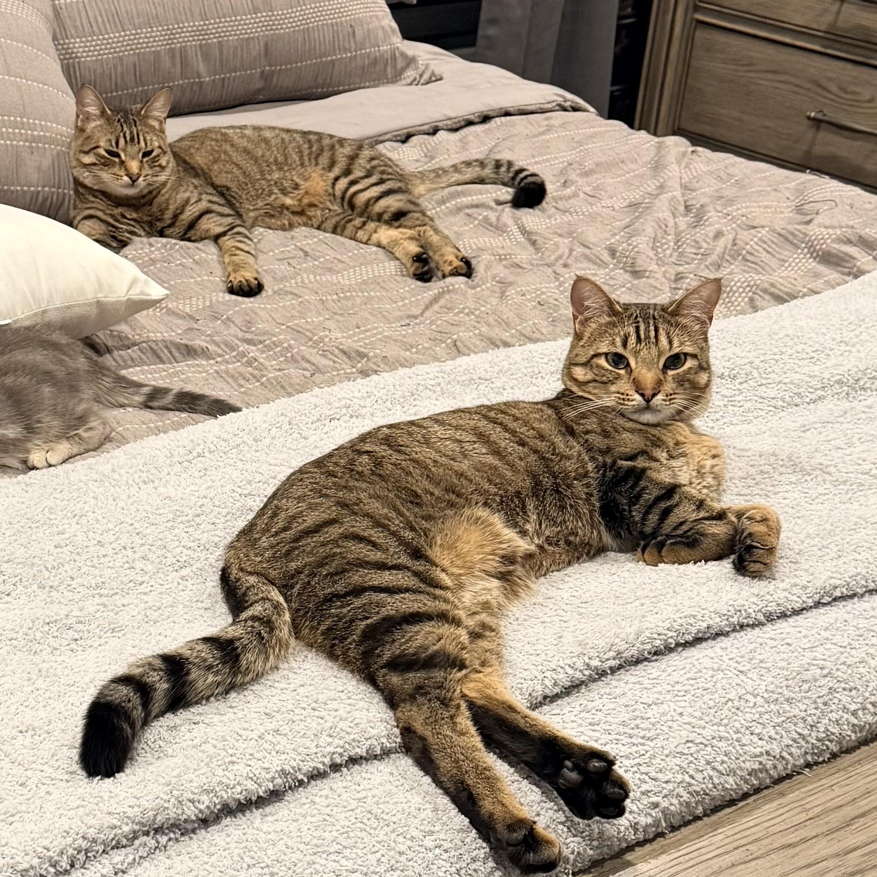 Enlarge Joey & Chandler , a ADOPTABLE Tabby in Westland, MI image 2/6