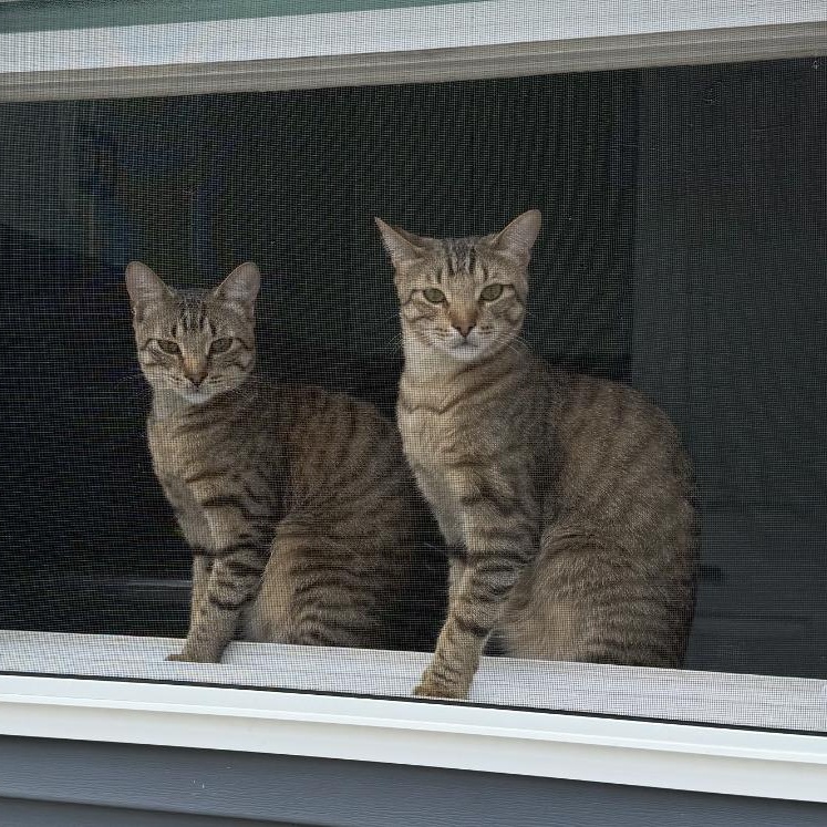 Joey & Chandler , ADOPTABLE, Young Male Tabby.
