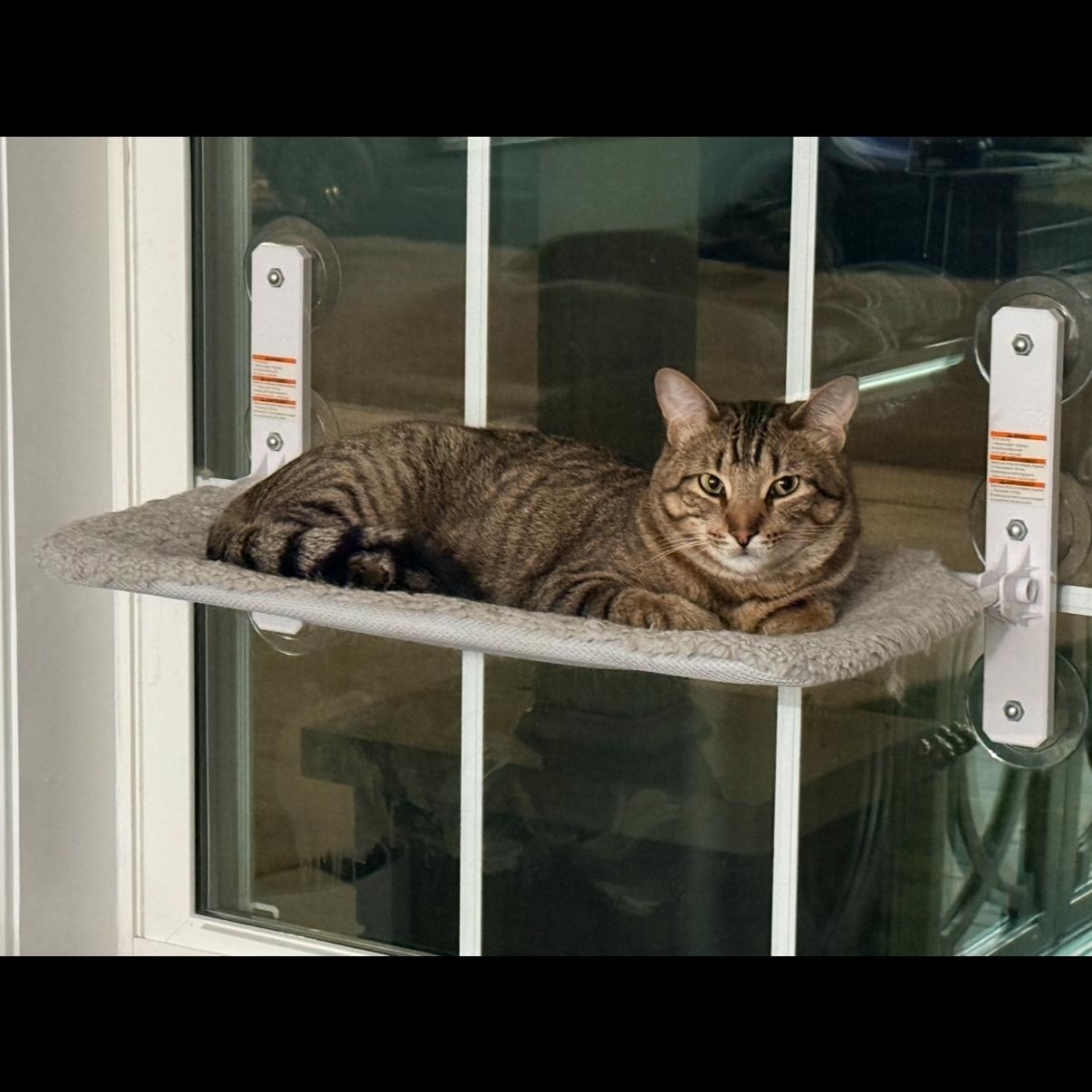 Enlarge Joey & Chandler , a ADOPTABLE Tabby in Westland, MI image 6/6