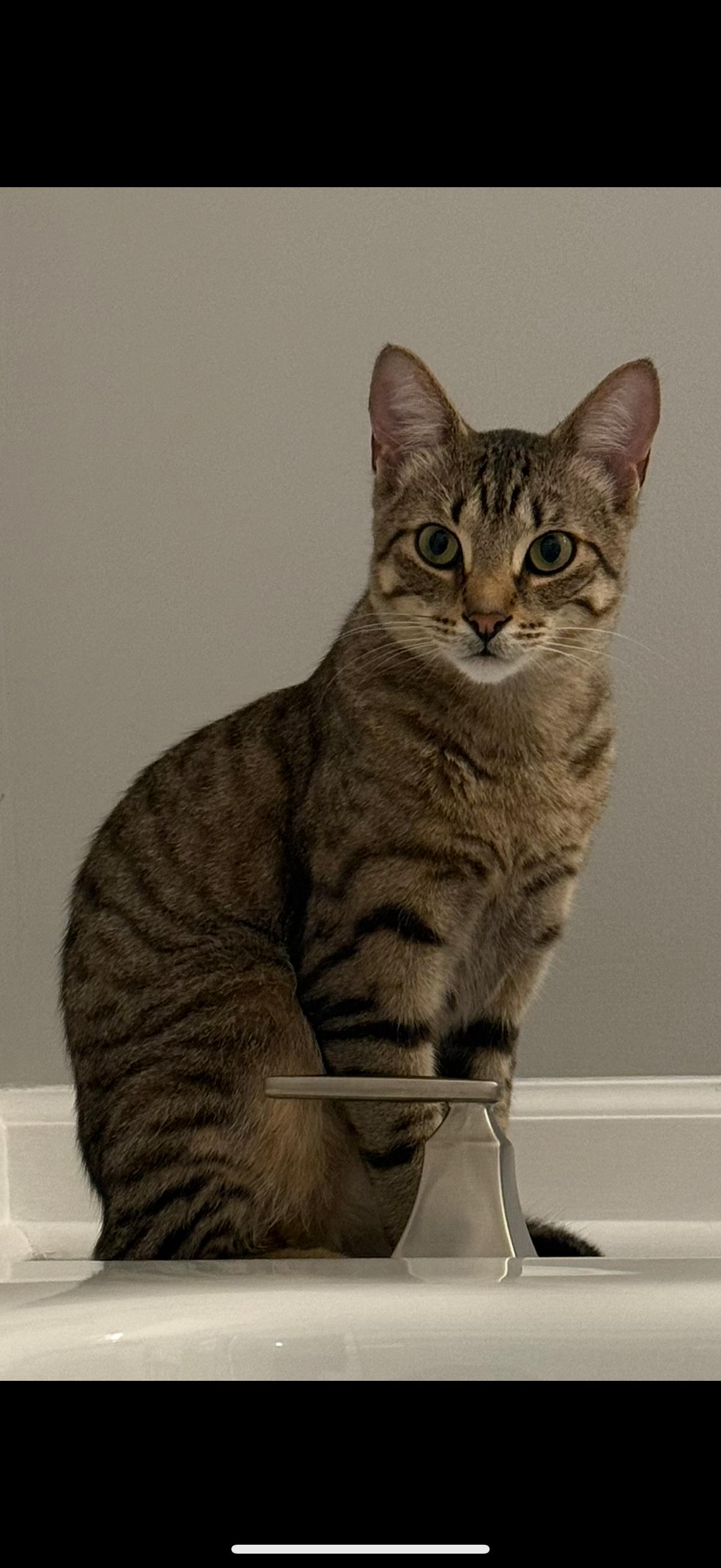 Enlarge Joey & Chandler , a ADOPTABLE Tabby in Westland, MI image 5/6