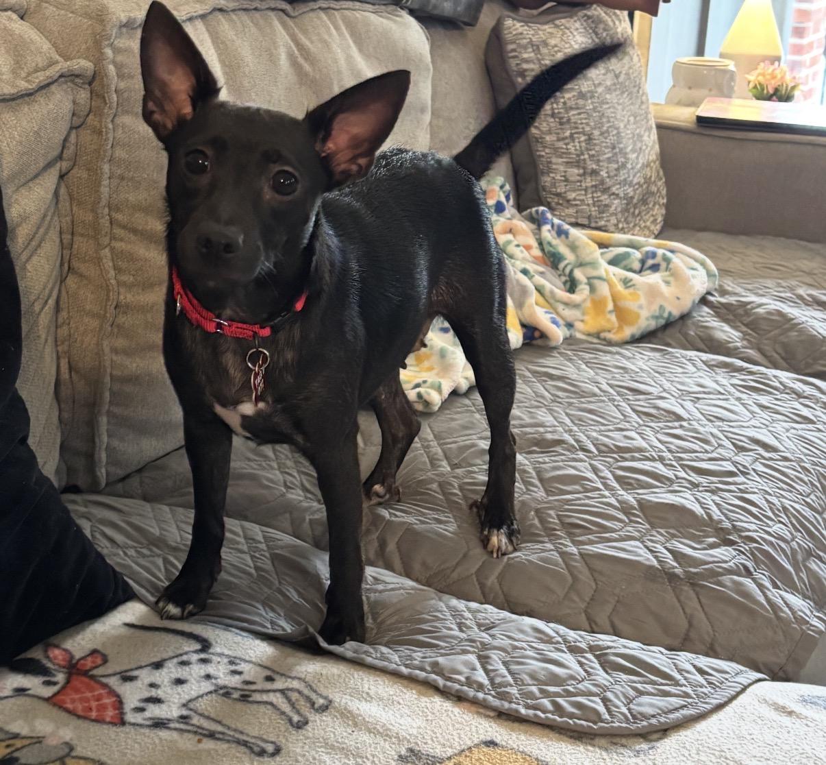 Brook, Adoptable, Adult Female Chihuahua.