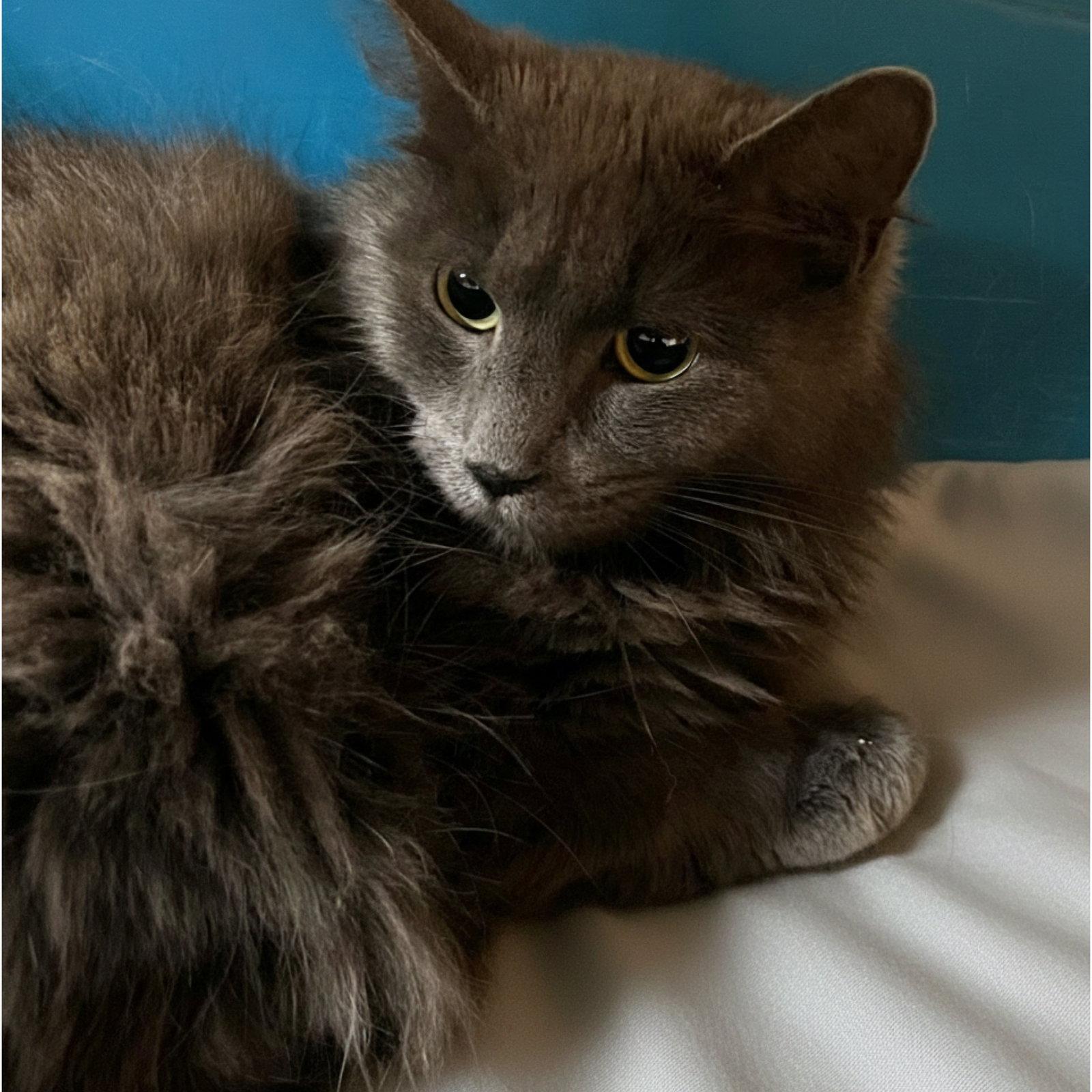 Enlarge Casper, a Adoptable Domestic Medium Hair in Blasdell, NY image 1/1