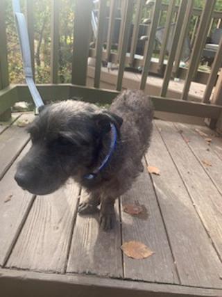 Enlarge JOEY, a Adoptable mixed breed in Cary, NC image 1/1