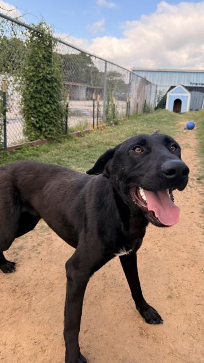 Jazz, a Adoptable mixed breed in Balch Springs, TX image 1/3