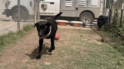 Jazz, a Adoptable mixed breed in Balch Springs, TX image 2/3