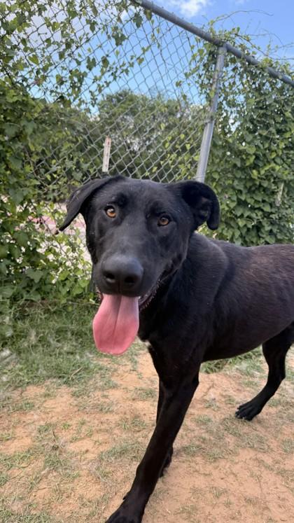 Jazz, a Adoptable mixed breed in Balch Springs, TX image 3/3