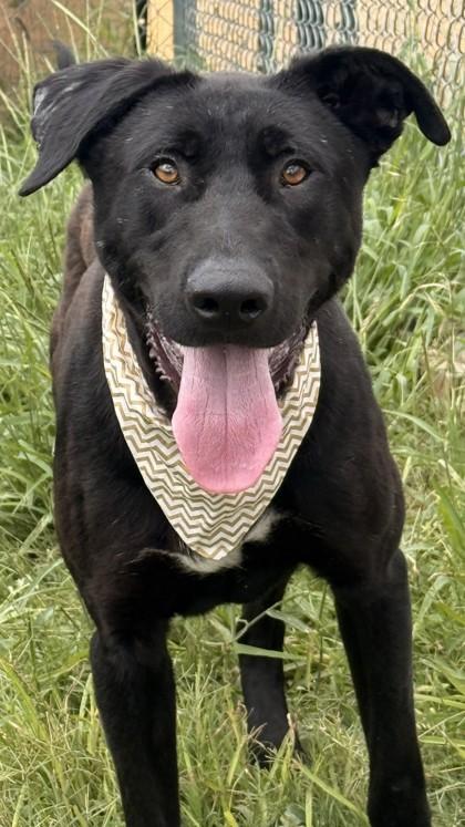 Jazz, Adoptable, Adult Male Labrador Retriever & Mixed Breed.