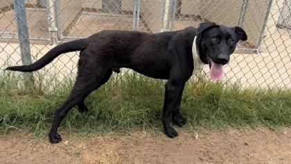 Enlarge Jazz, a Adoptable mixed breed in Balch Springs, TX image 2/3