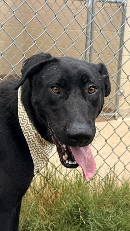 Enlarge Jazz, a Adoptable mixed breed in Balch Springs, TX image 3/3