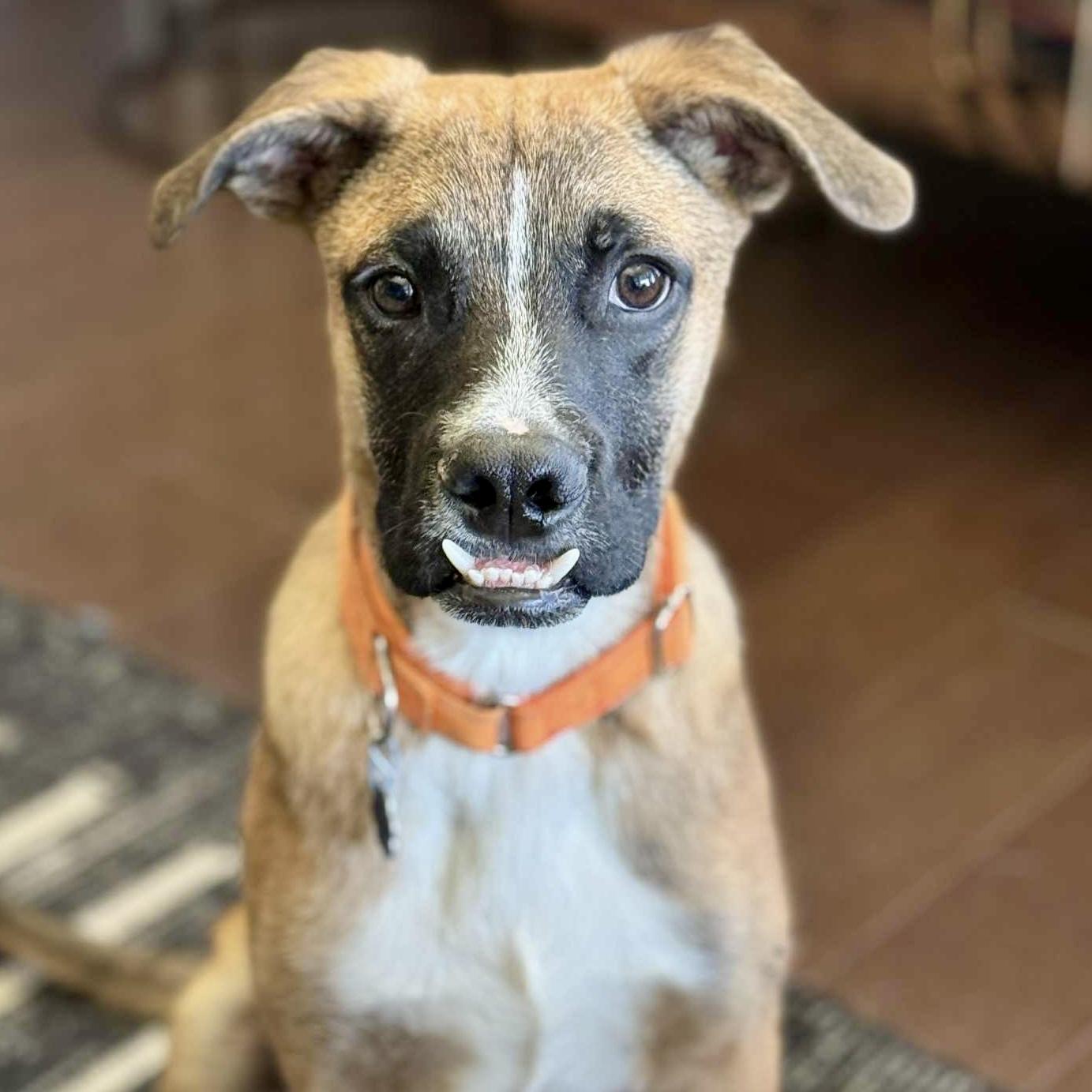 Enlarge Ludo, a ADOPTABLE mixed breed in Mead, CO image 2/6