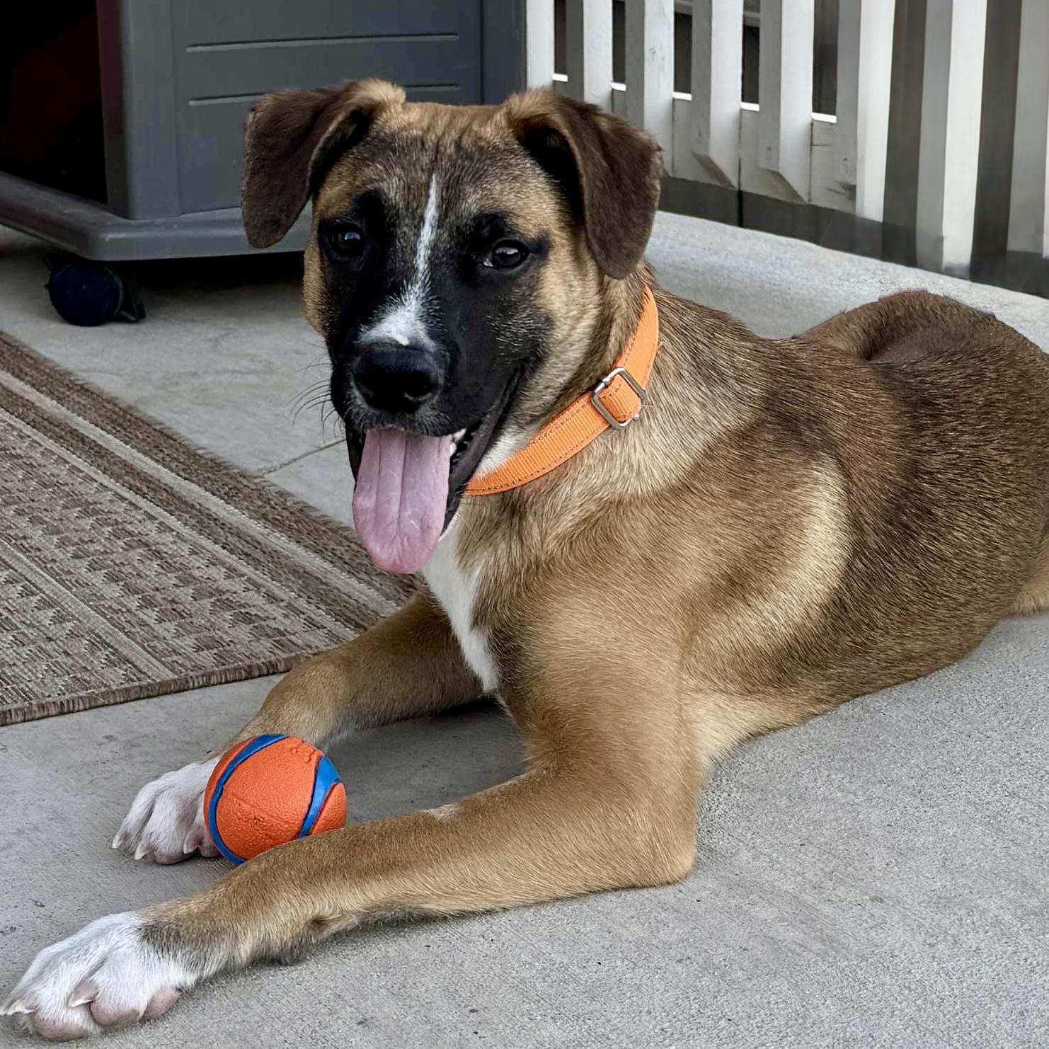 Enlarge Ludo, a ADOPTABLE mixed breed in Mead, CO image 1/6