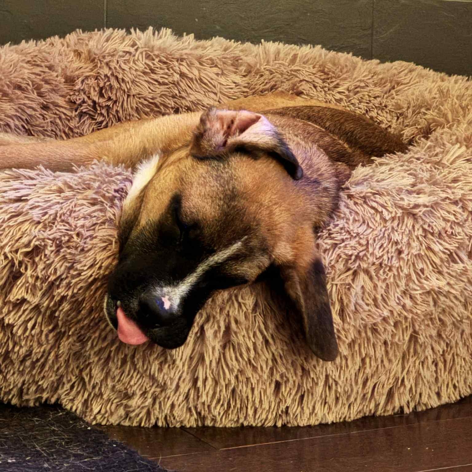 Enlarge Ludo, a ADOPTABLE mixed breed in Mead, CO image 5/6