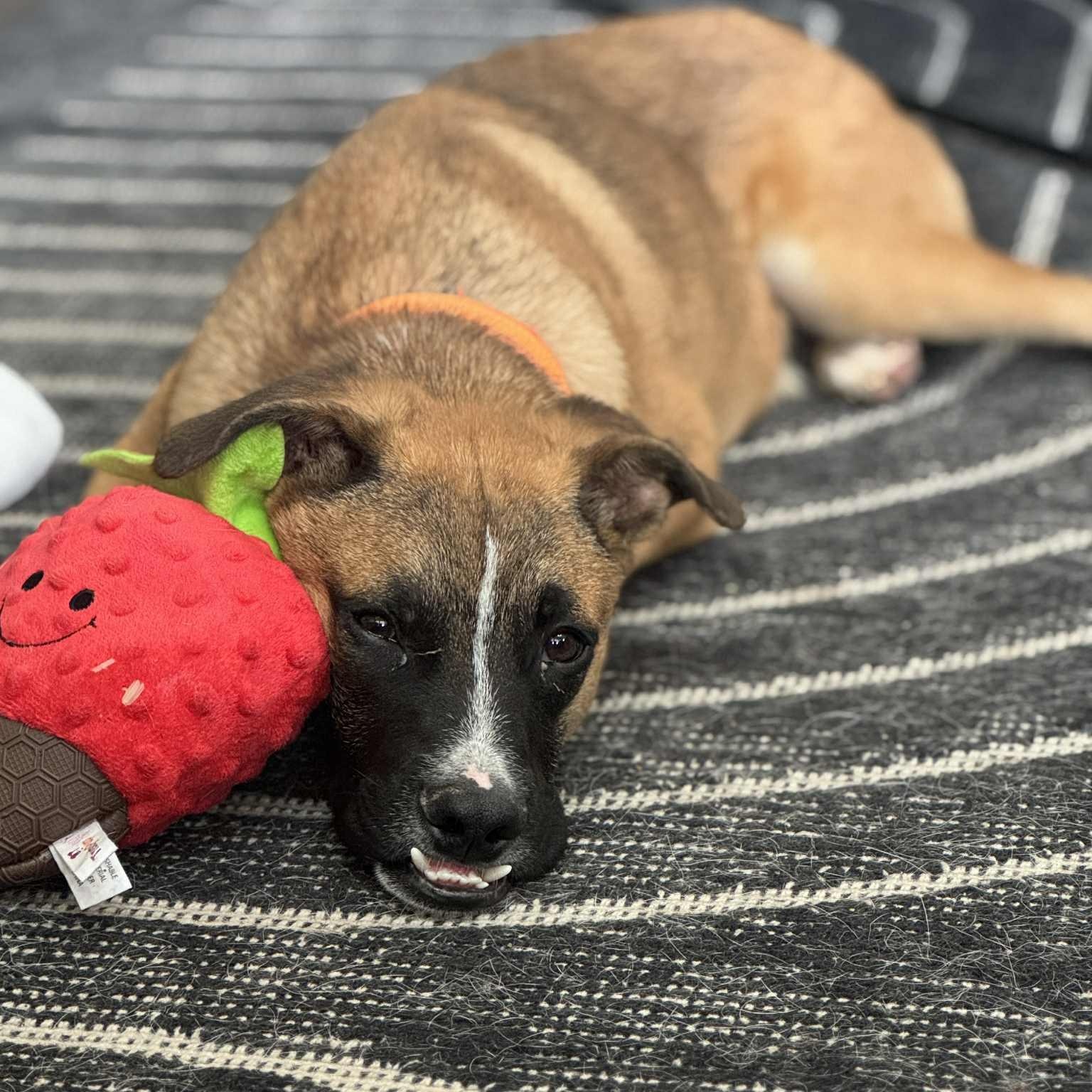 Enlarge Ludo, a ADOPTABLE mixed breed in Mead, CO image 3/6