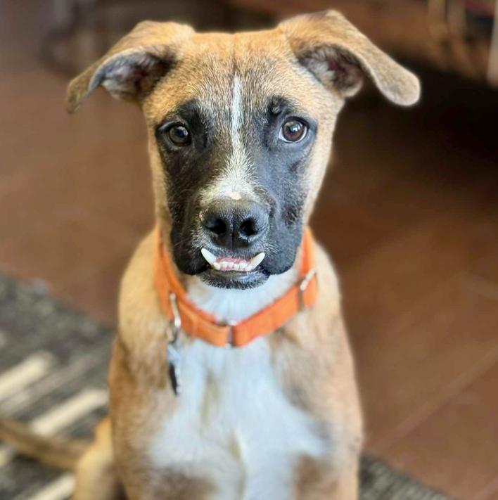 Ludo, ADOPTABLE, Young Male Boxer & Australian Cattle Dog / Blue Heeler.