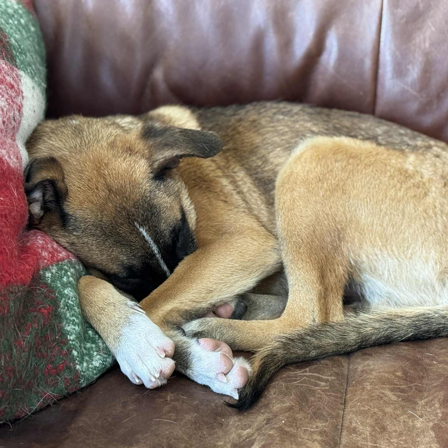 Enlarge Ludo, a ADOPTABLE mixed breed in Mead, CO image 6/6
