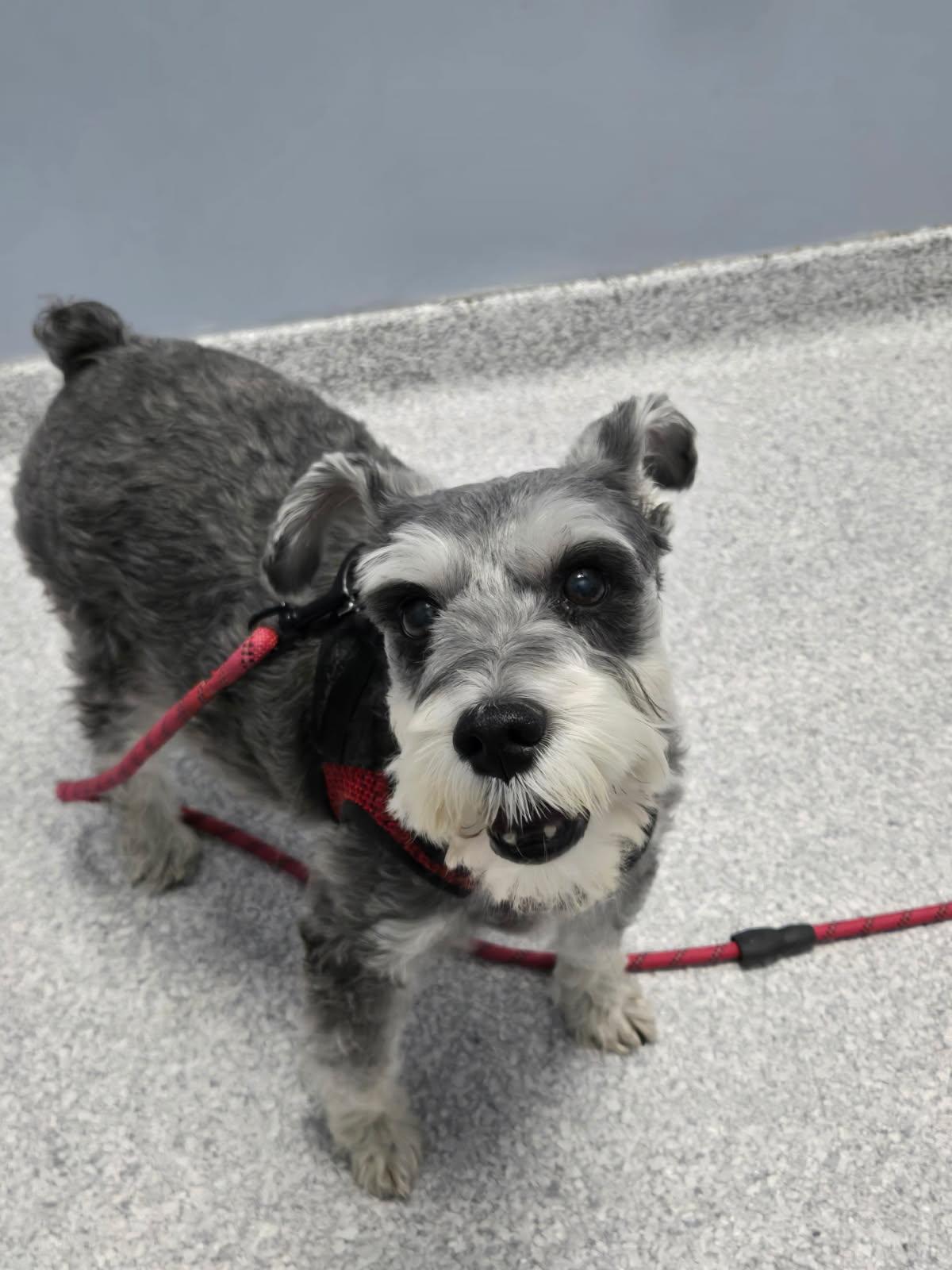 Enlarge Hank, a ADOPTABLE Miniature Schnauzer in Littleton, CO image 3/3