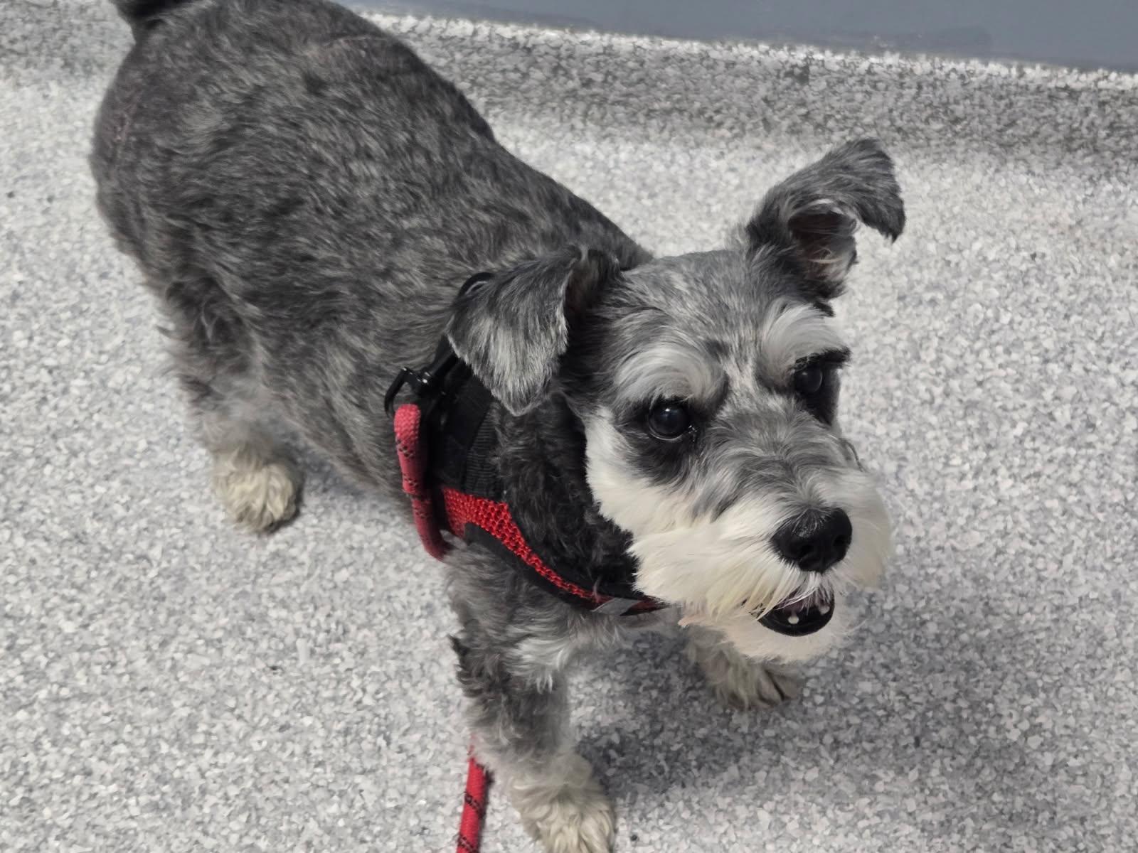 Enlarge Hank, a ADOPTABLE Miniature Schnauzer in Littleton, CO image 2/3