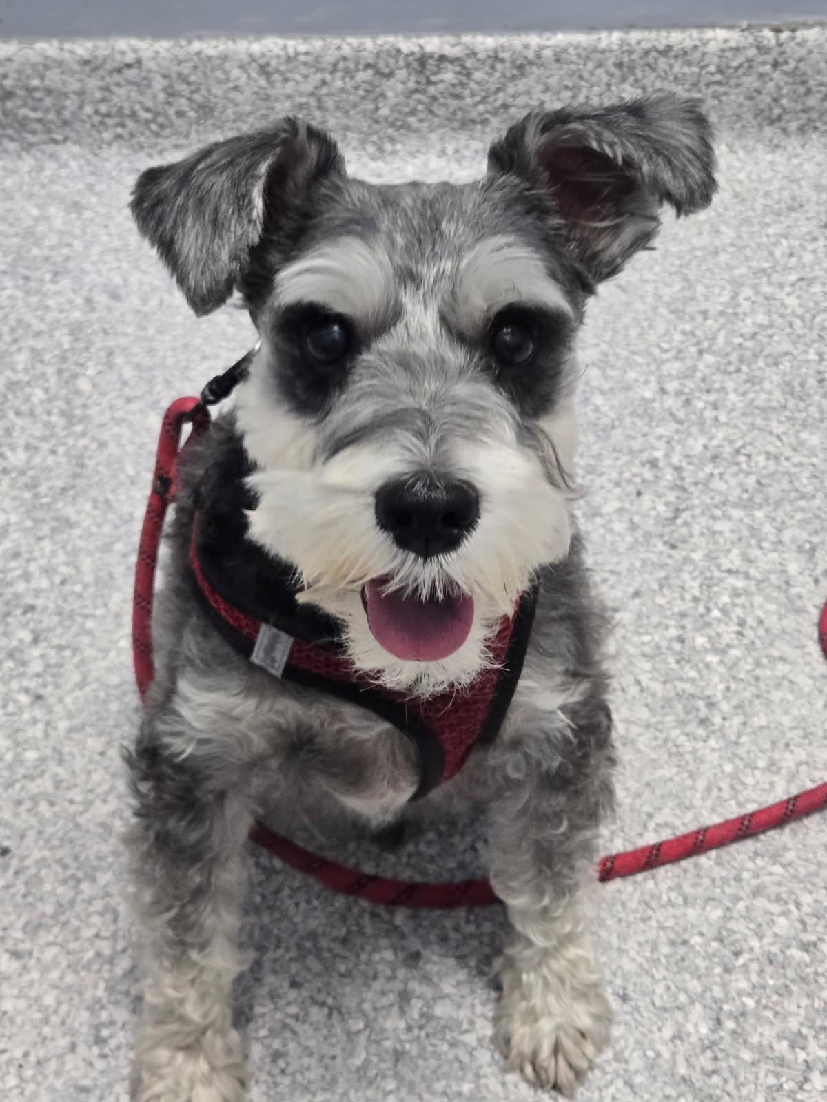 Enlarge Hank, a ADOPTABLE Miniature Schnauzer in Littleton, CO image 1/3