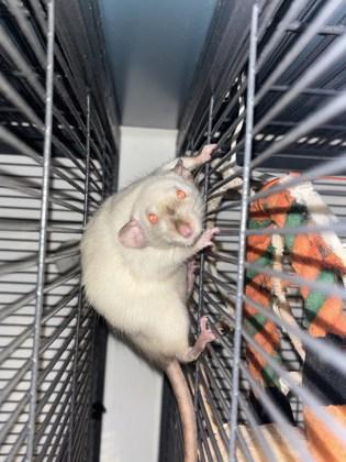 Enlarge Jessica, a Adoptable Rat in Montreal, QC image 1/1