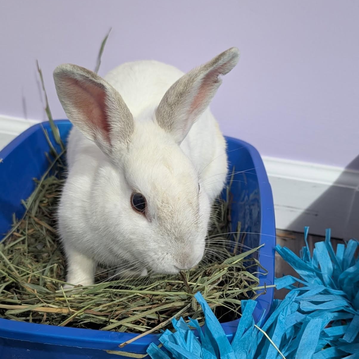 KIA (YOUNG SPAYED FEMALE) photo 2