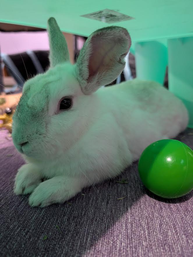KIA (YOUNG SPAYED FEMALE), Adoptable, Young Female Bunny Rabbit.
