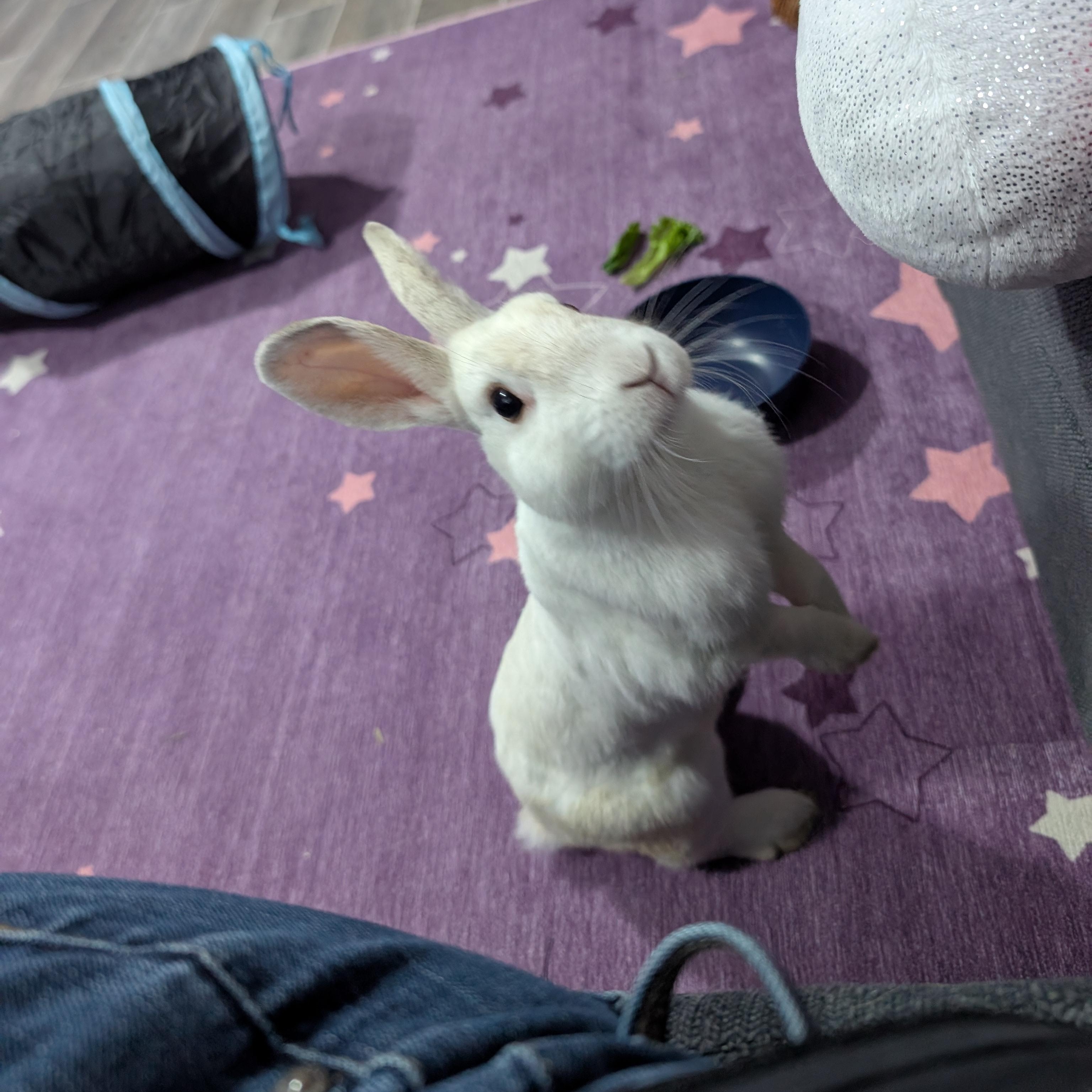 KIA (YOUNG SPAYED FEMALE) photo 4