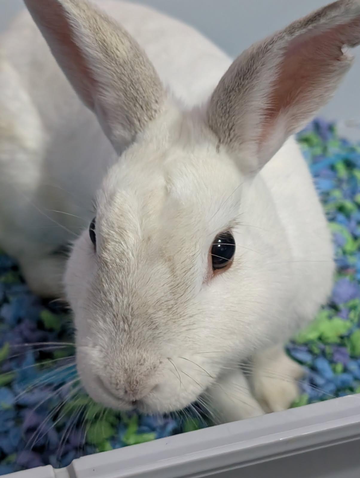 KIA (YOUNG SPAYED FEMALE), Young Female unknown