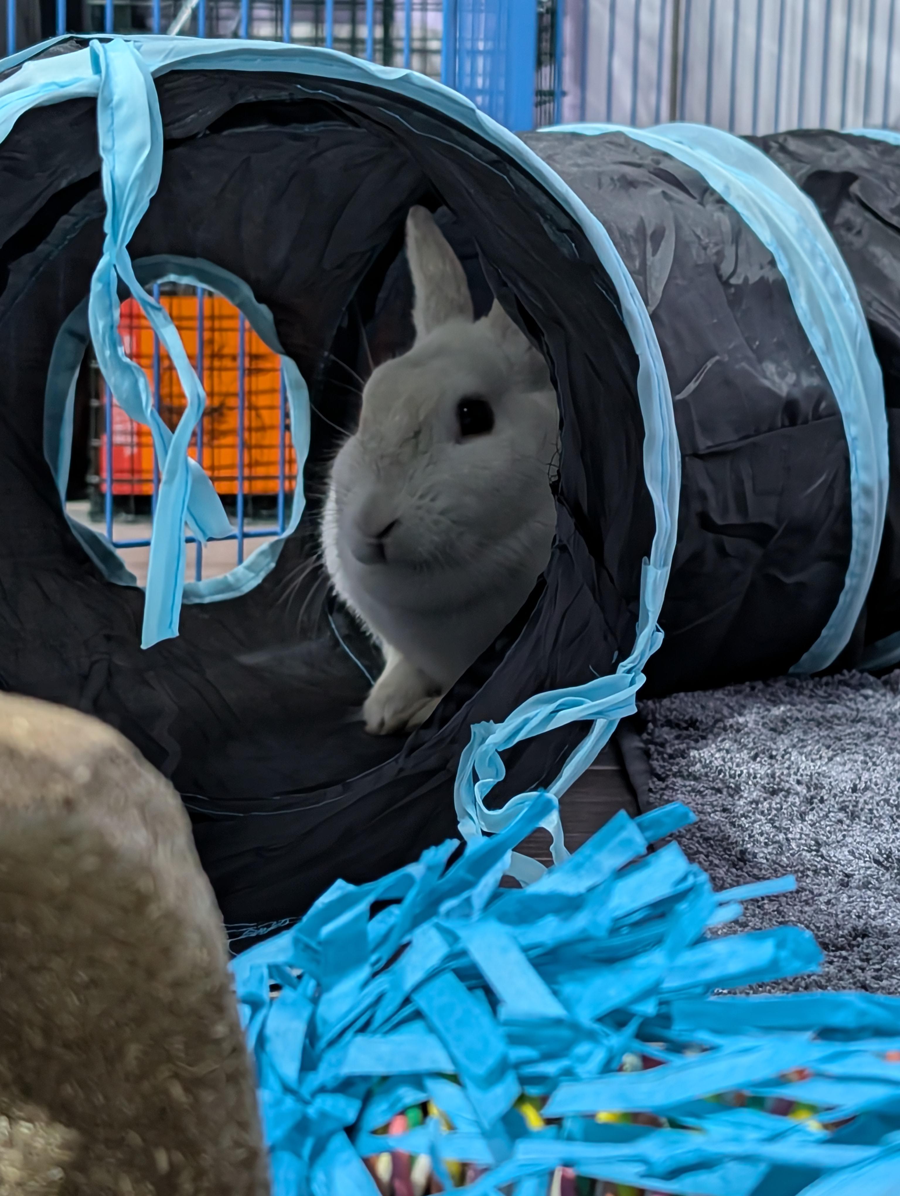 KIA (YOUNG SPAYED FEMALE), an adoption pending mixed breed in Forest Hills, NY image 6/6